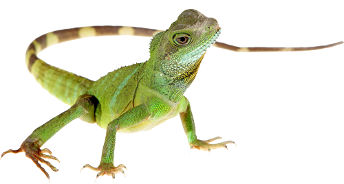 Lizard PNG images Download