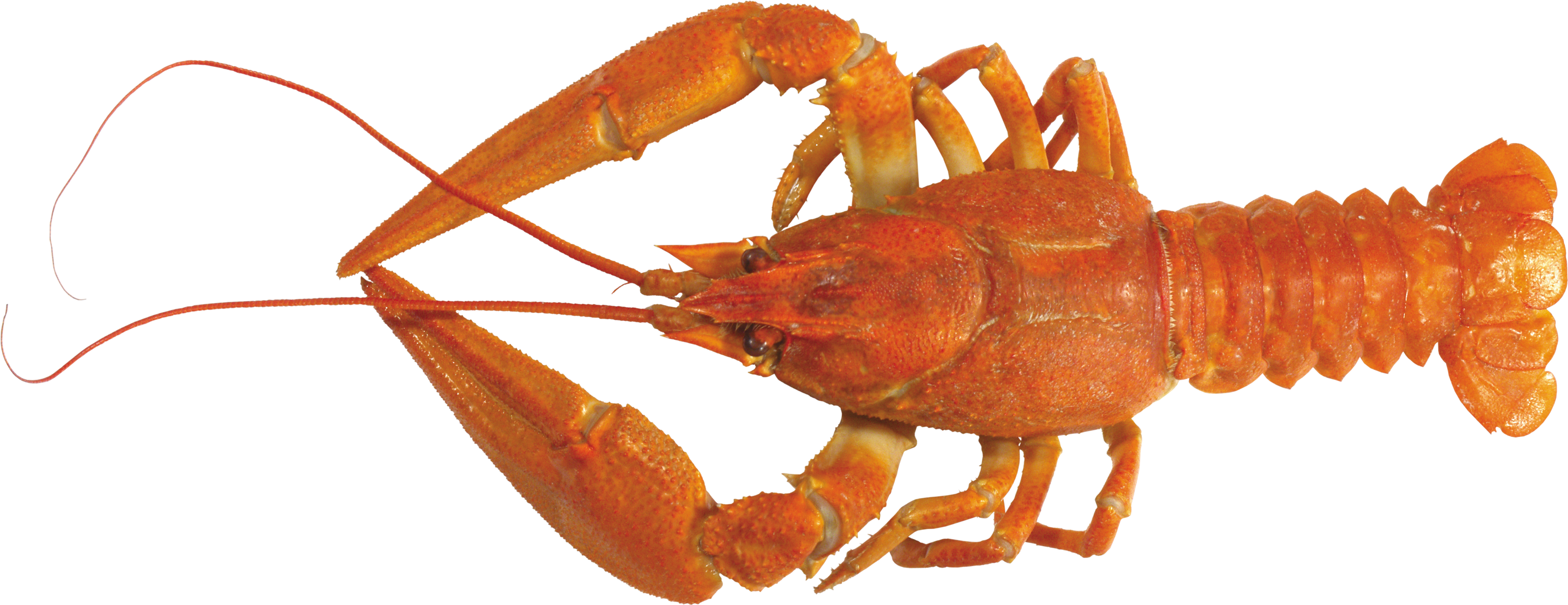 Lobster PNG images Download