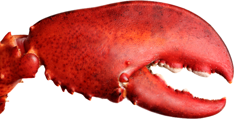 Lobster claw PNG