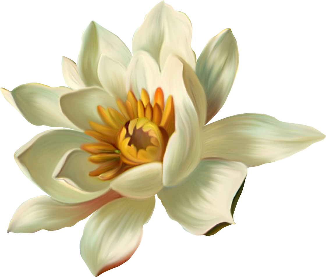 Lotus PNG images
