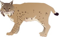 Lince, lynx PNG