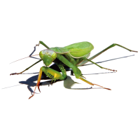 Mantis PNG