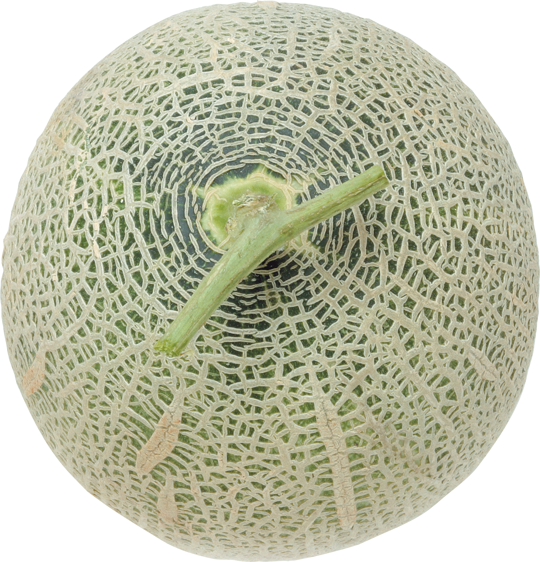 Melón PNG