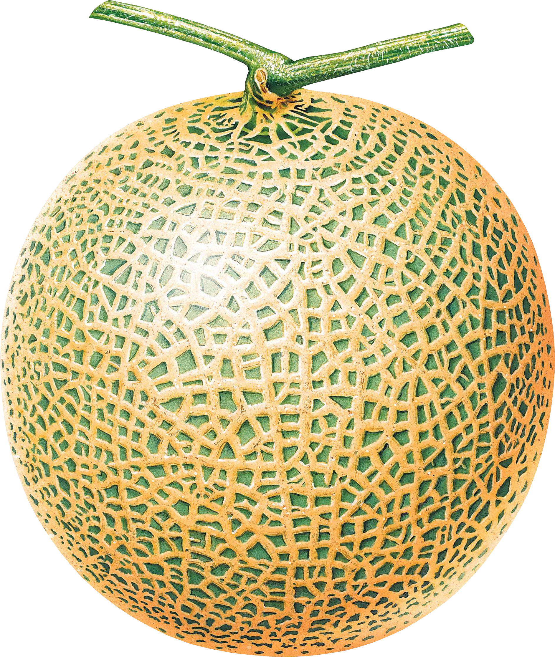 Melón PNG