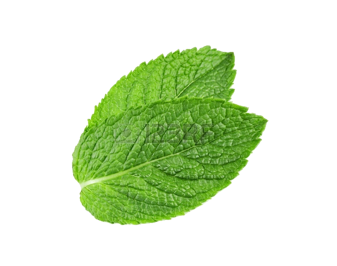 Mentha PNG