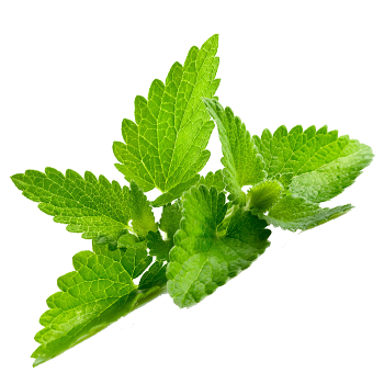 Mentha PNG