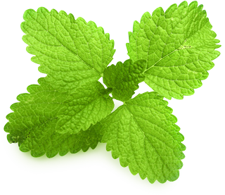 Mentha PNG