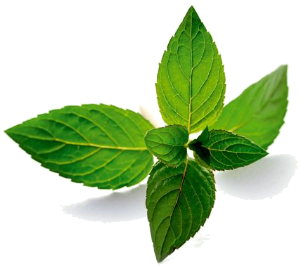 Mentha PNG