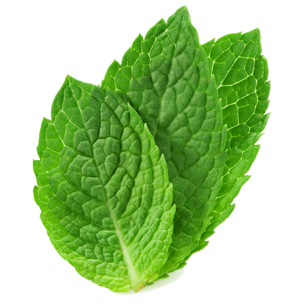 Mentha PNG