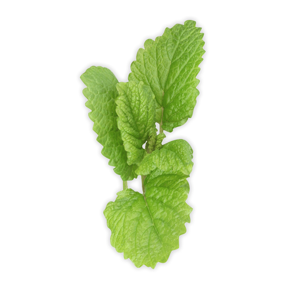 Mentha PNG