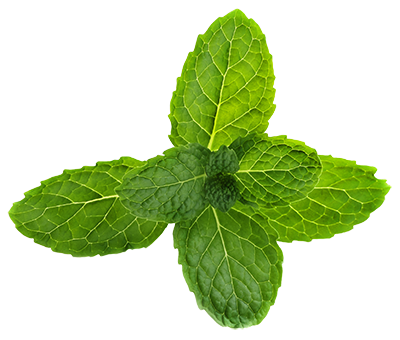 Mentha PNG