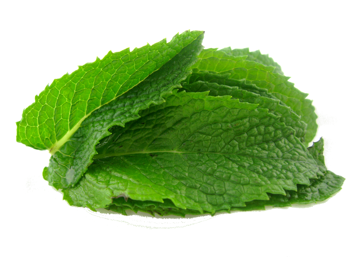 Mentha PNG