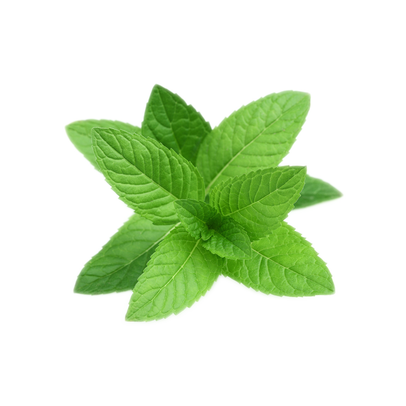 Mentha PNG