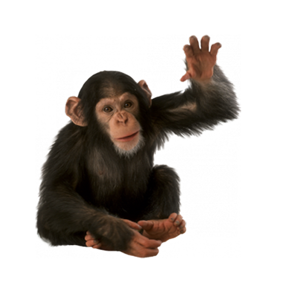 Macaco Imagens PNG, 12000+ Recursos gráficos para download gratuito