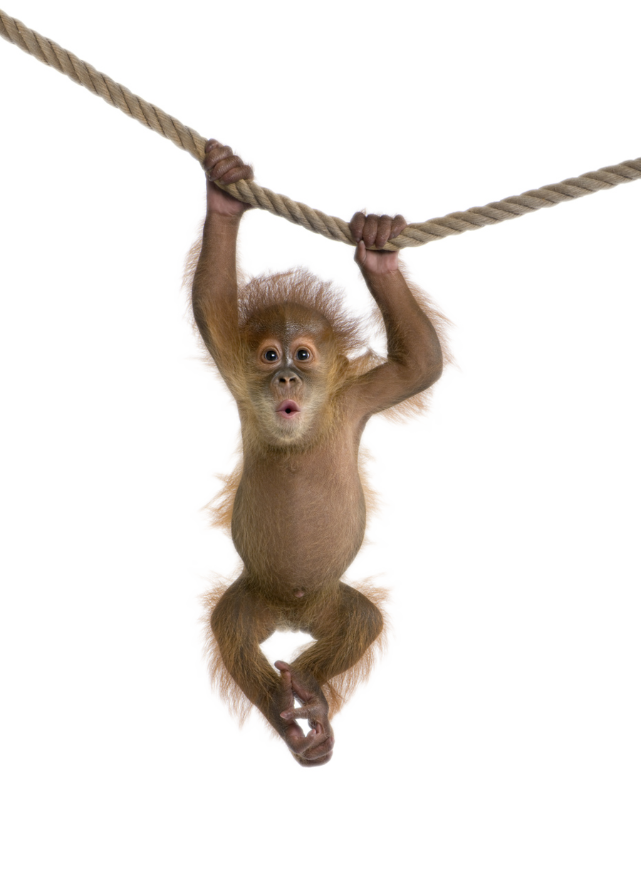 Singe PNG collection d'images à télécharger gratuitement - CrazyPNG.com