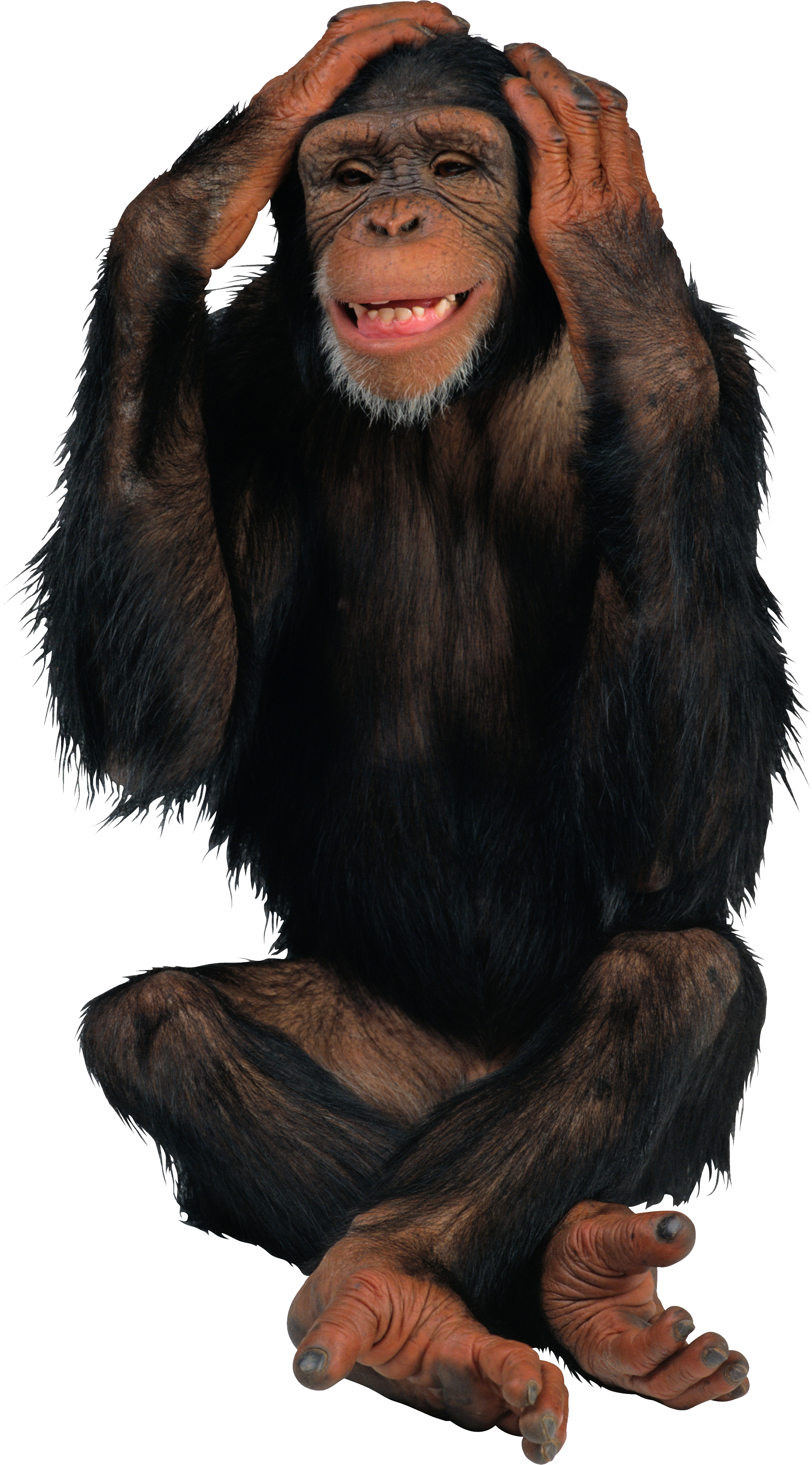 Monkey PNG images
