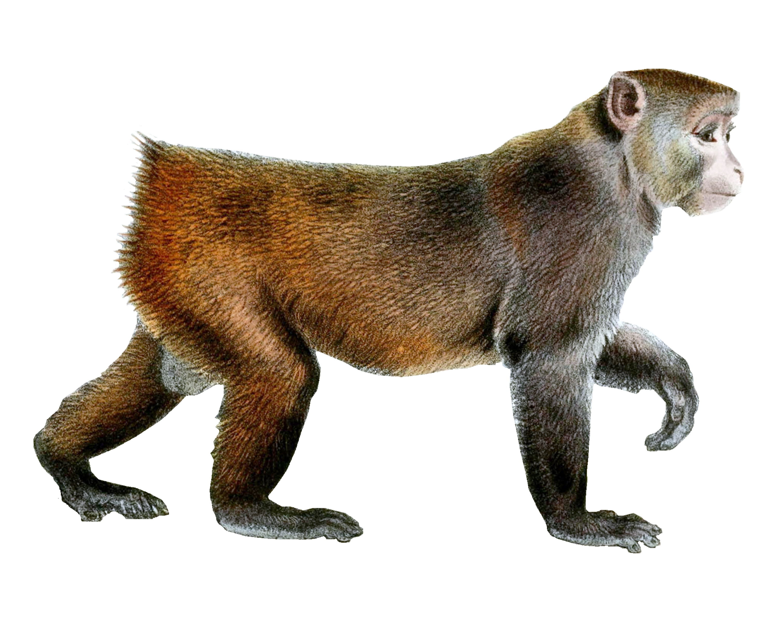 monkey png images