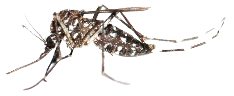 Mosquito PNG