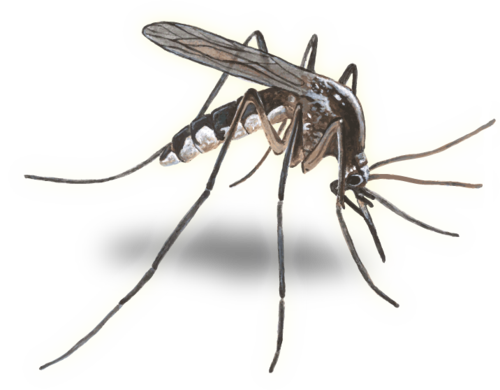 Mosquito PNG