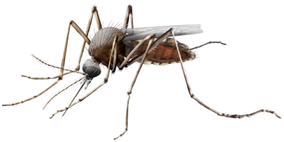 Mosquito PNG