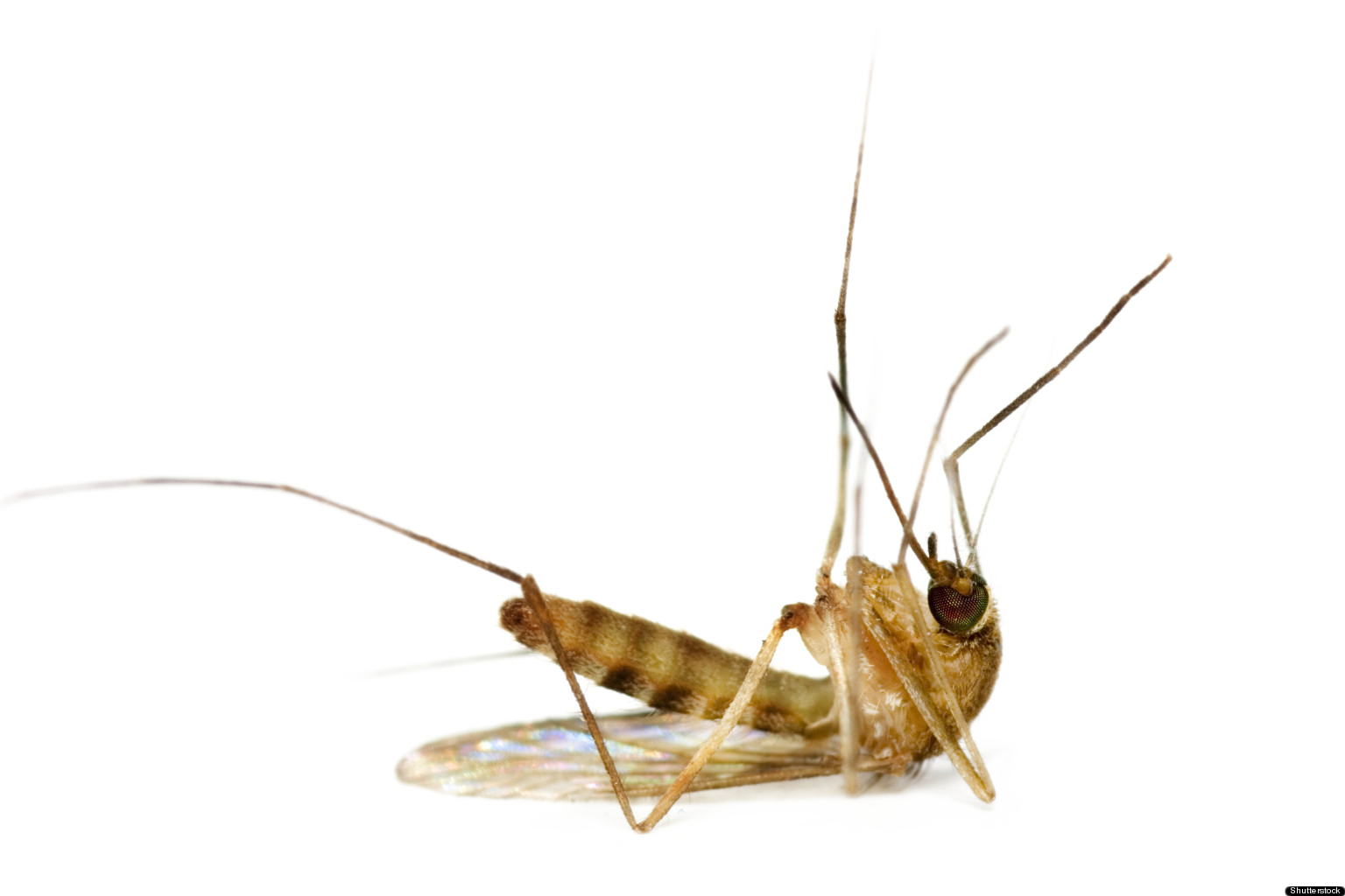 Mosquito PNG