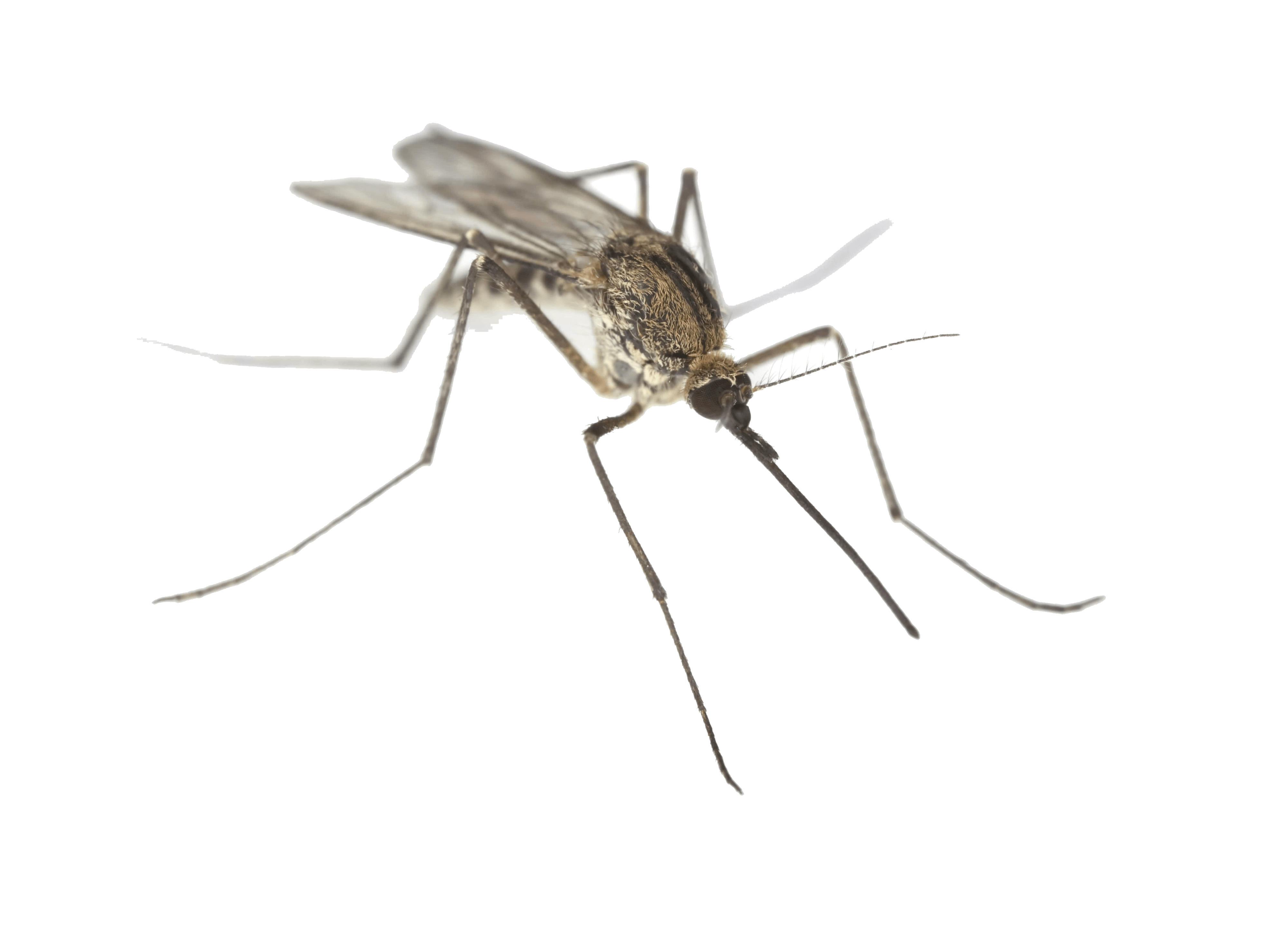 Mosquito PNG