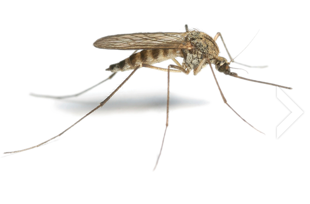 Mosquito PNG