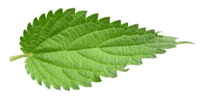 Nettle PNG image free Download