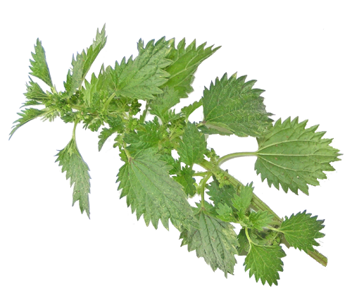 Nettle PNG image free Download