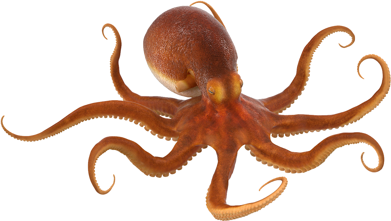 Octopus PNG images Download
