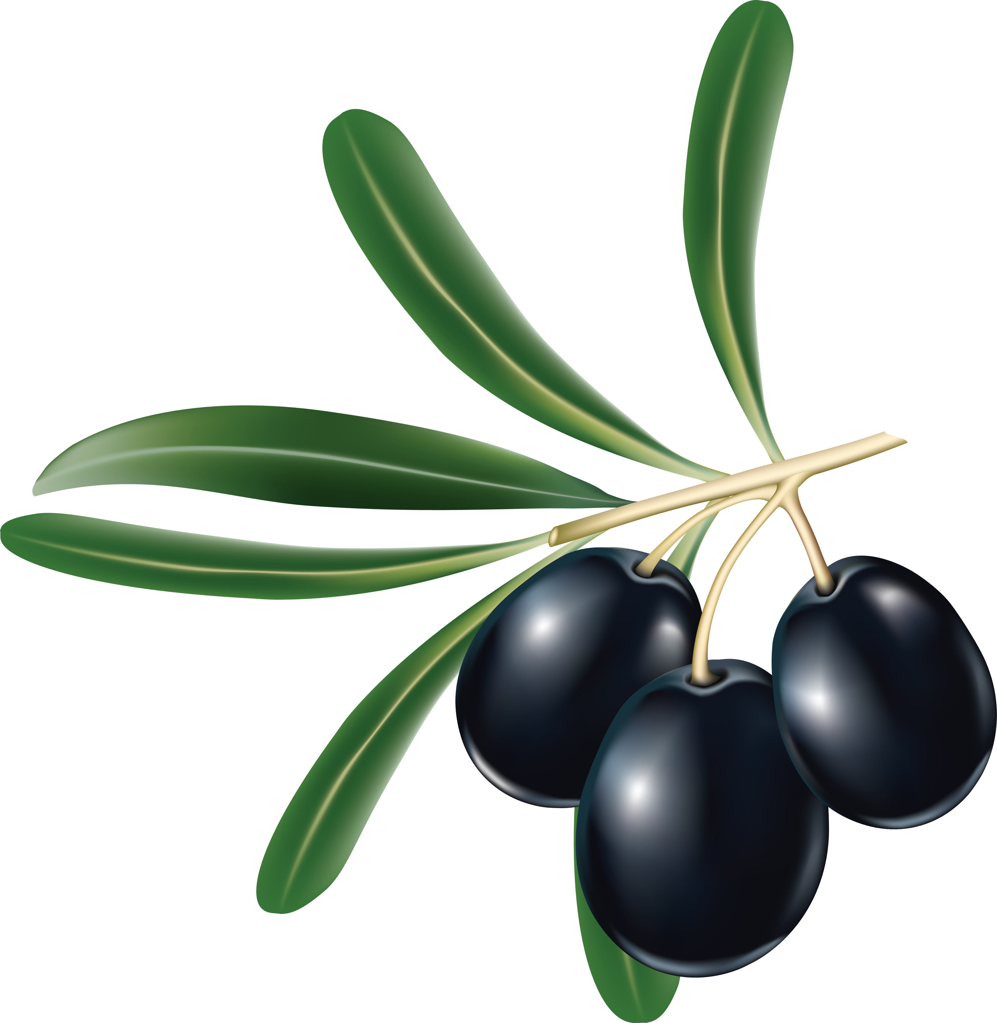 Black olives PNG