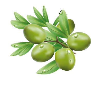 Olive PNG