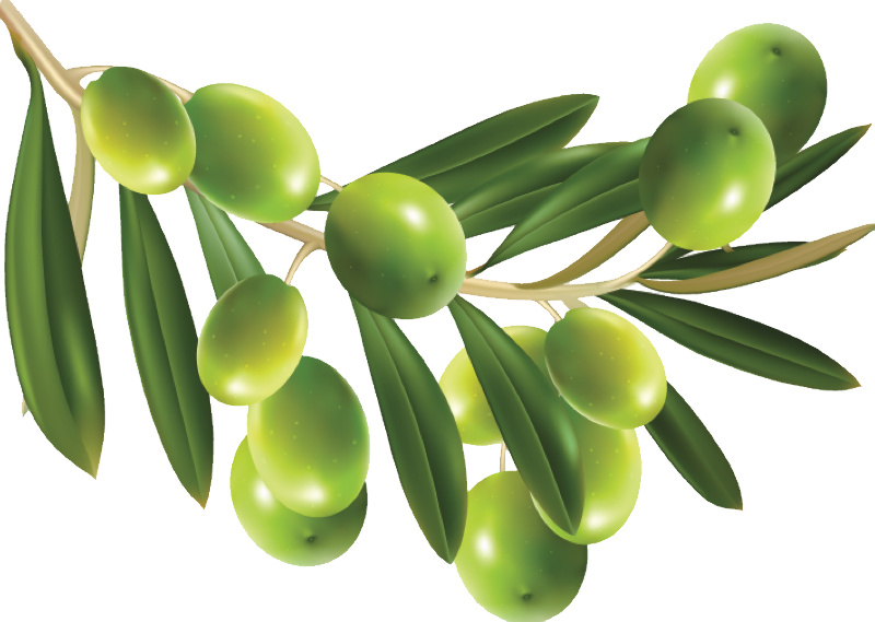 Aceitunas PNG