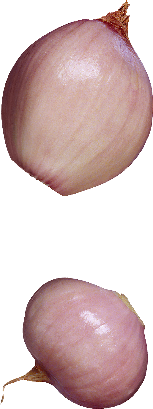 Cebolla PNG