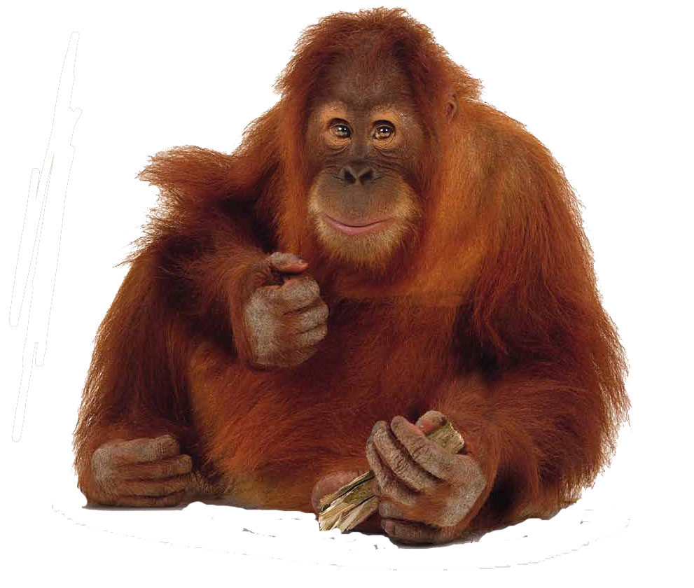 Orangután, Pongo PNG