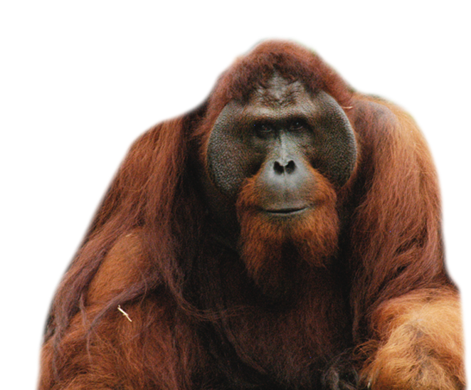 Orangután, Pongo PNG