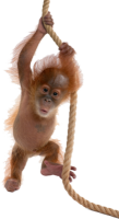 Orangután, Pongo PNG