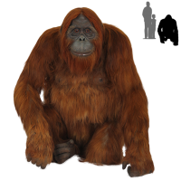 Orangután, Pongo PNG