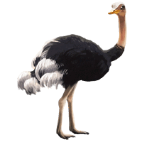 Ostrich PNG images Download