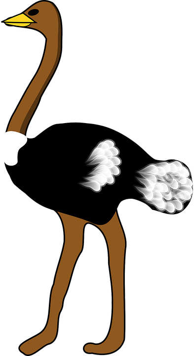 ostrich png pngimg com