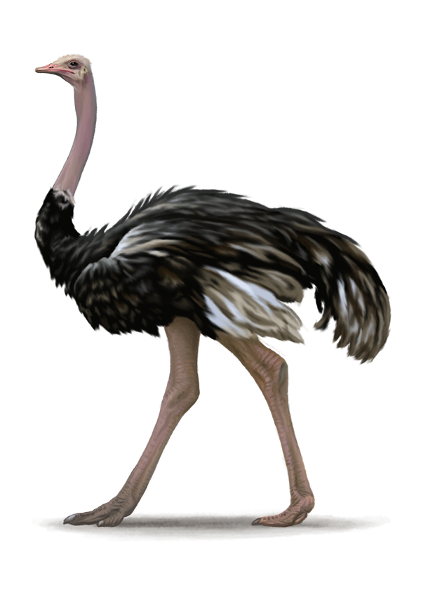 Ostrich PNG images Download