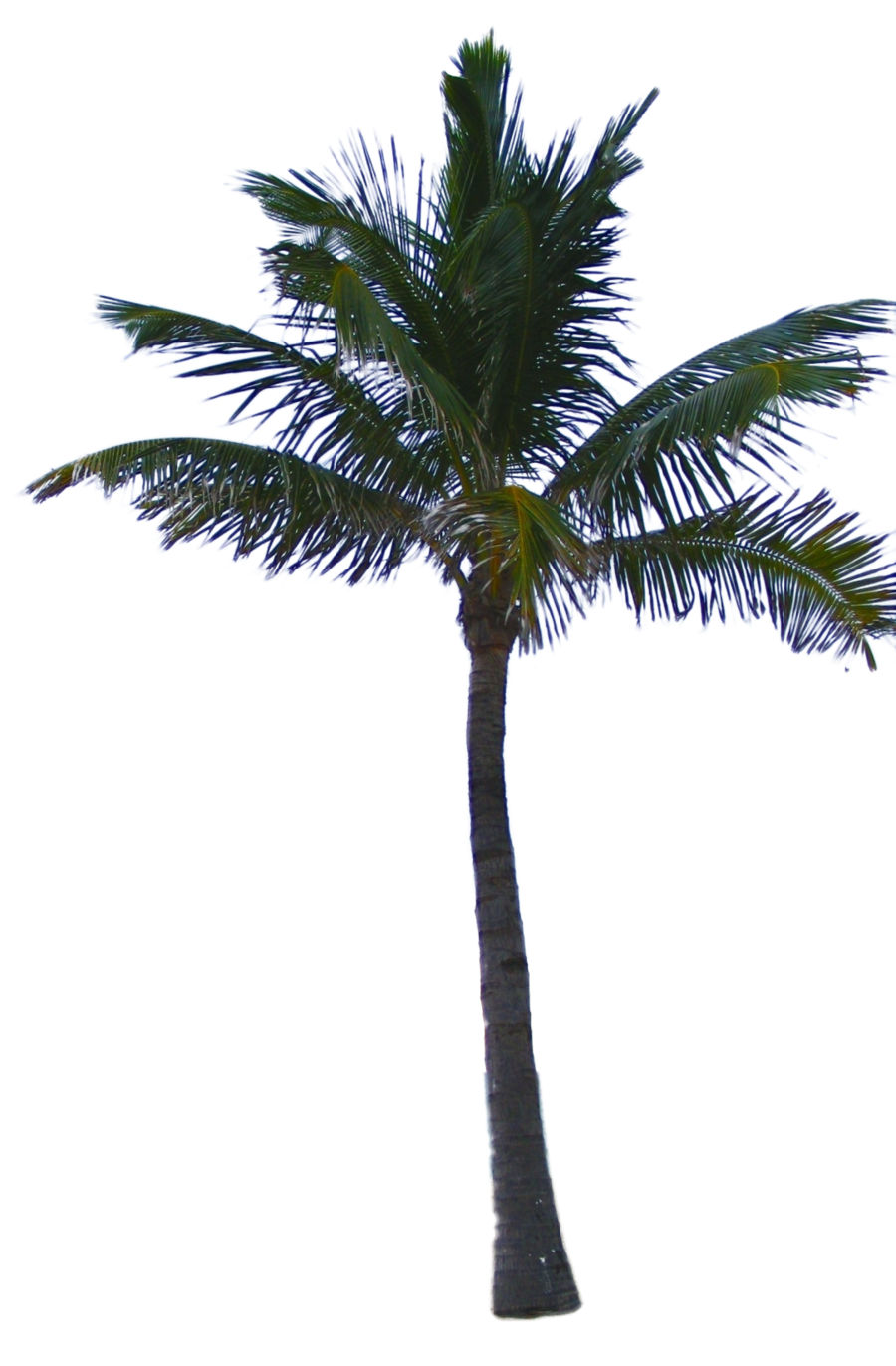 Palmera PNG