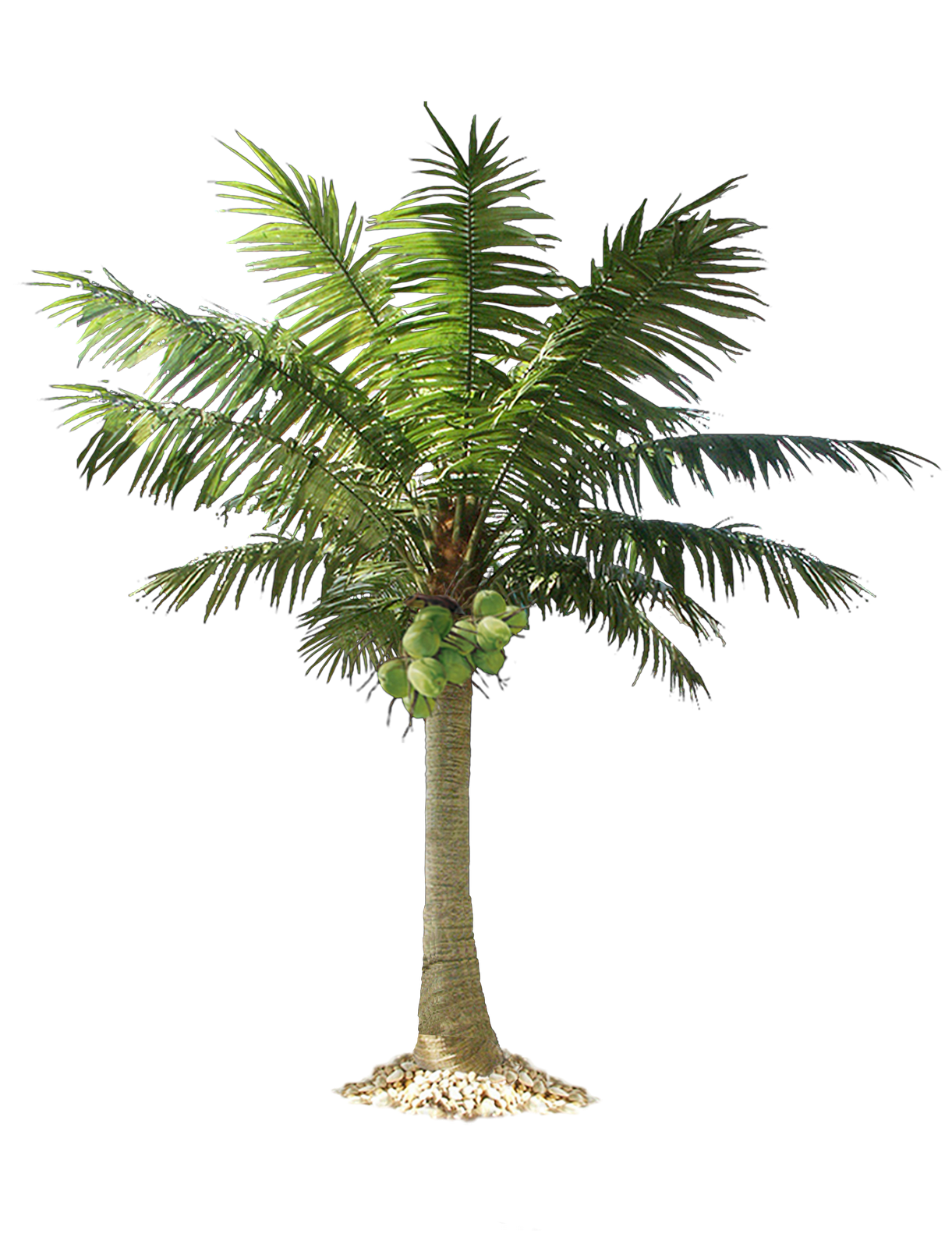 Palmera PNG