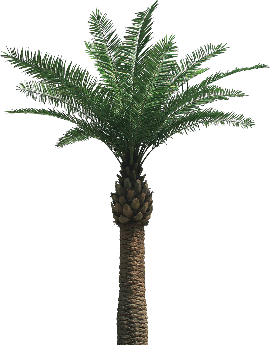 Palm tree PNG