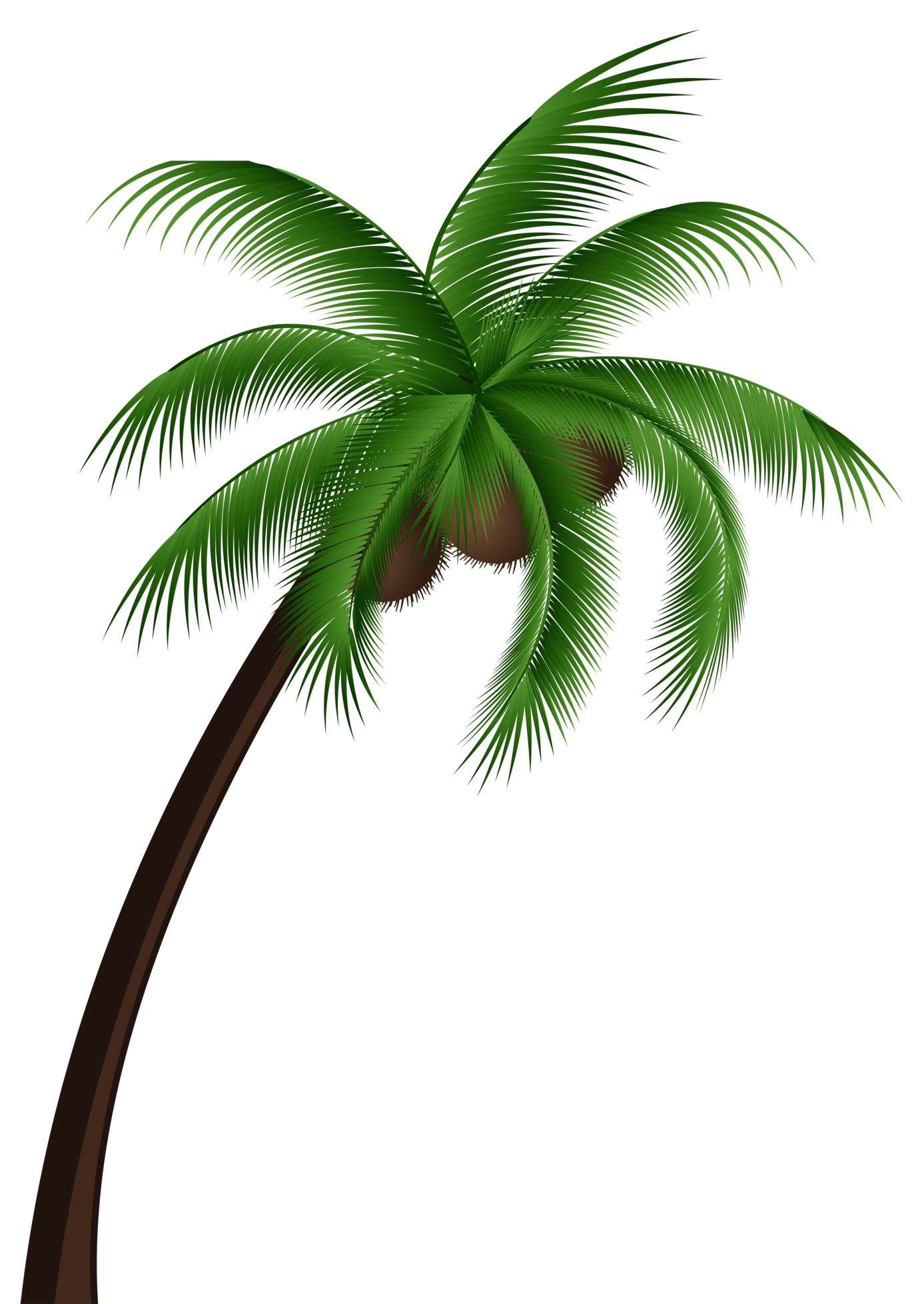 Palmera Png Dibujos De Palmeras Png Transparent Png K Vrogue Co