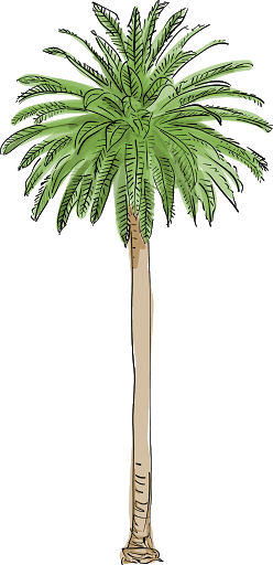 Пальма PNG