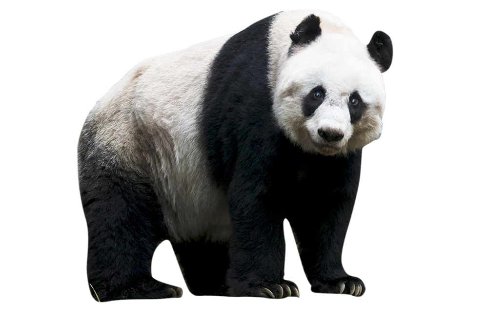 30 Ide Background Taman Animasi Png Panda Assed Imagesee