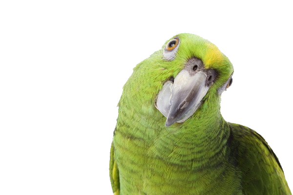 Green parrot PNG image, free download