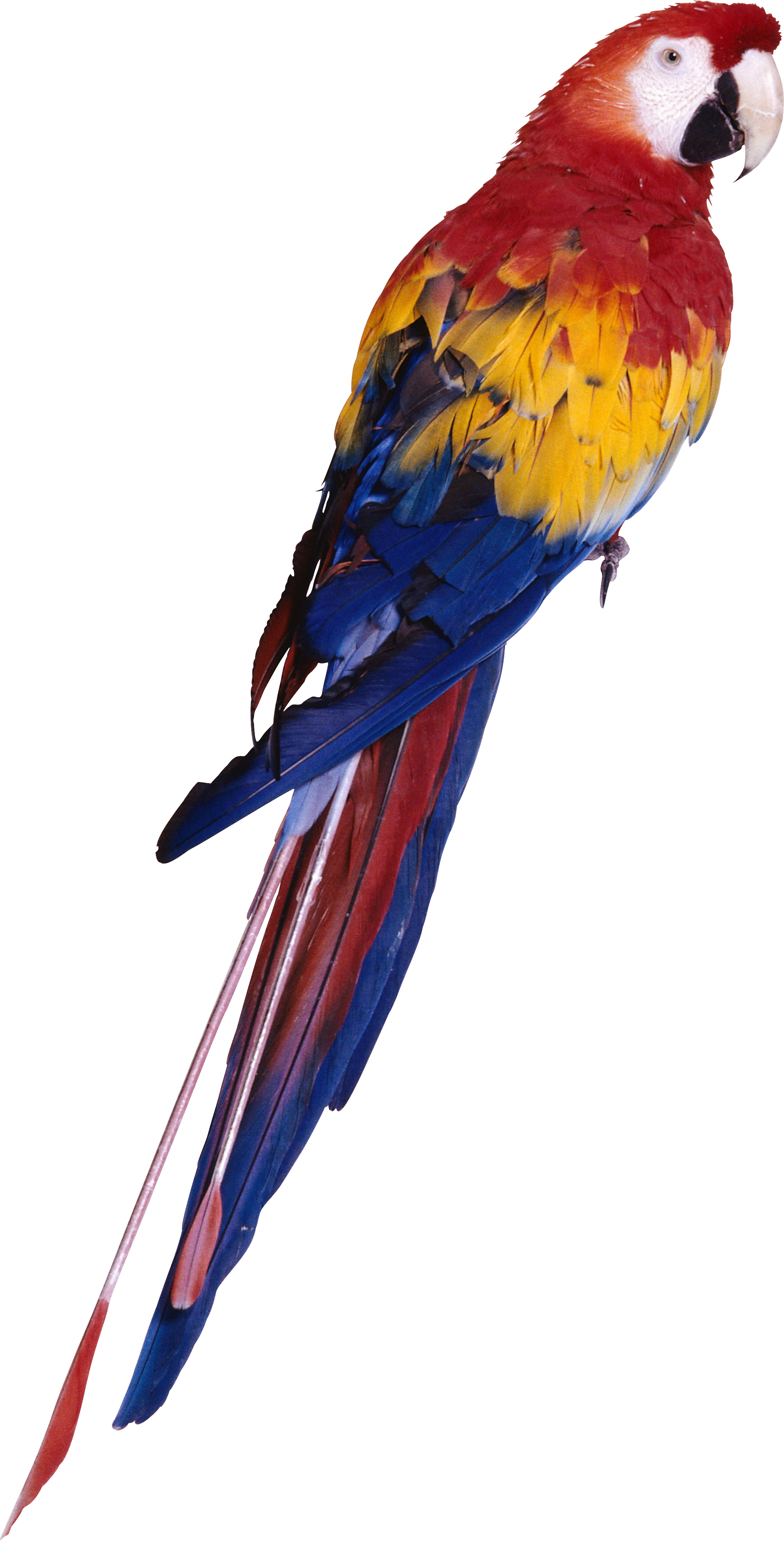 Parrot PNG images, free download