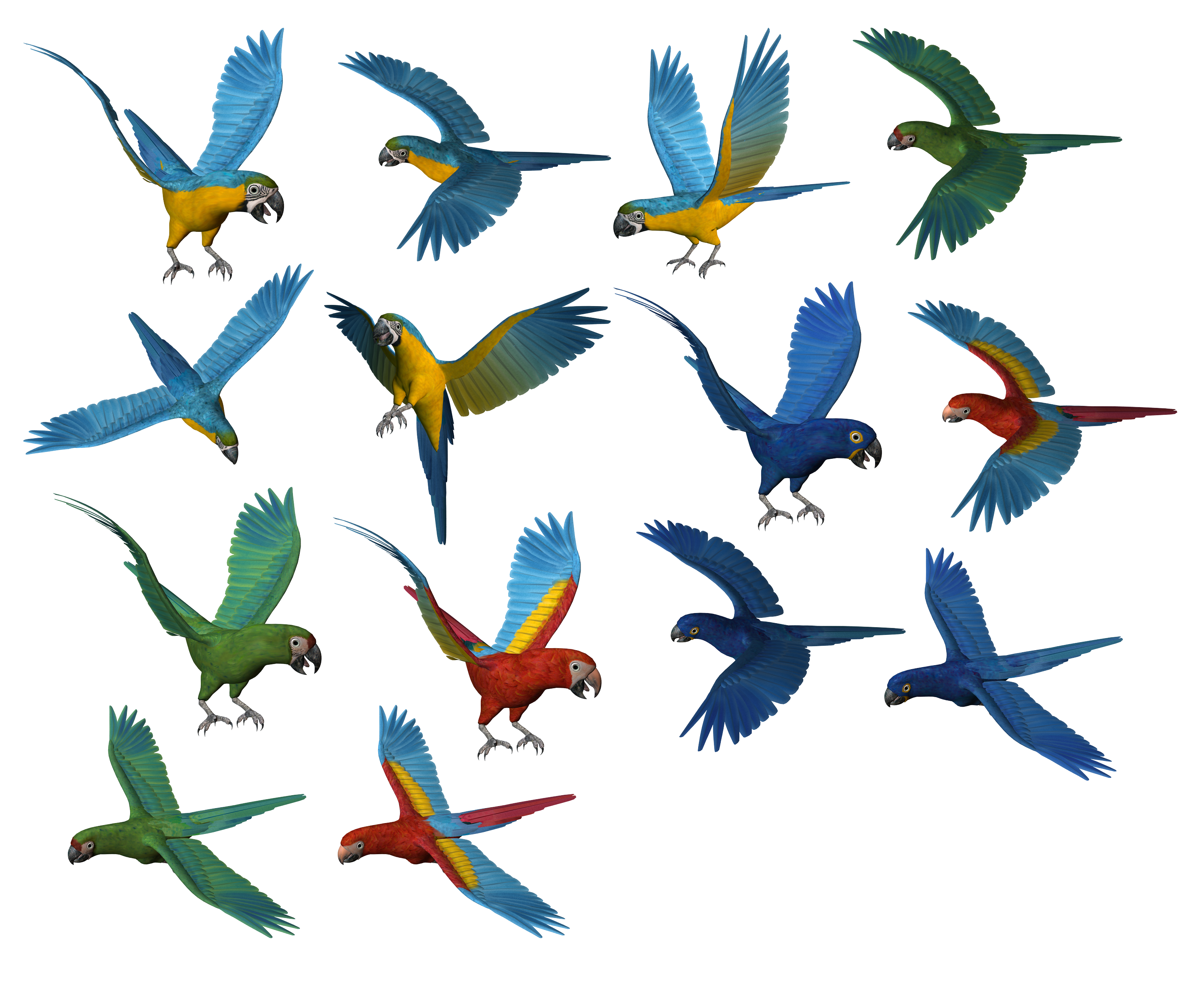 Parrot PNG images, free download
